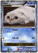 Kitten
