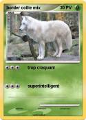 border collie
