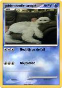 goldendoodle