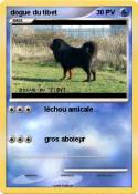 dogue du tibet