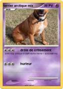 terrier arctiqu