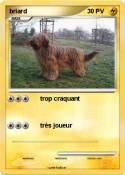 briard