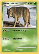 border collie