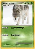 border collie