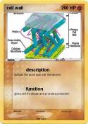 cell wall