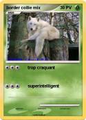 border collie