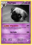 Pug Puppy