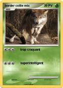 border collie