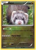 Ferret