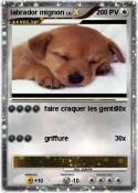 labrador mignon