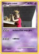 loup gris