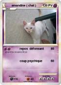 amandine ( chat