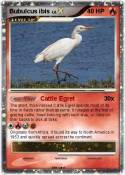 Bubulcus ibis