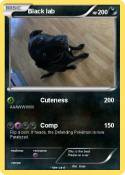 Black lab