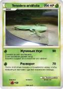 Tenodera aridif