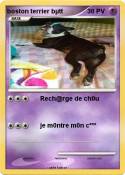 boston terrier