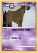 galgo espagnol
