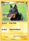 beauceron