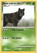berger malinois