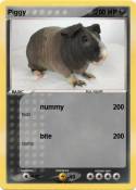 Piggy