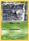 border collie