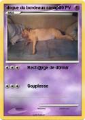 dogue du bordea