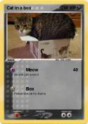 Cat in a box