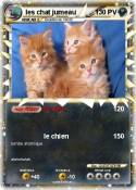 les chat jumeau