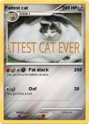 Fattest cat