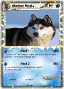 Alaskan Husky