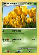 tulipes maligne