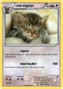 chat mignon