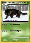 border collie