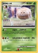potato cat