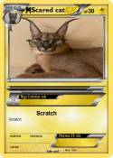 Scared cat