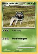 border collie