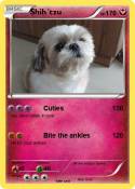 Shih´tzu