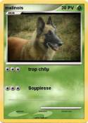 malinois