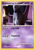 greyhound sµr