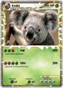 koala