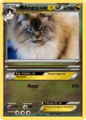 Angry cat