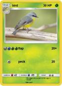 bird