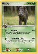 Wild pig