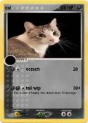 cat