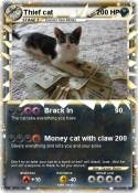 Thief cat