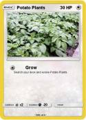 Potato Plants