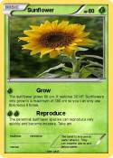 Sunflower