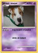 pit-bull / shar