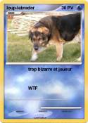 loup-labrador