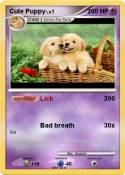 Cute Puppy